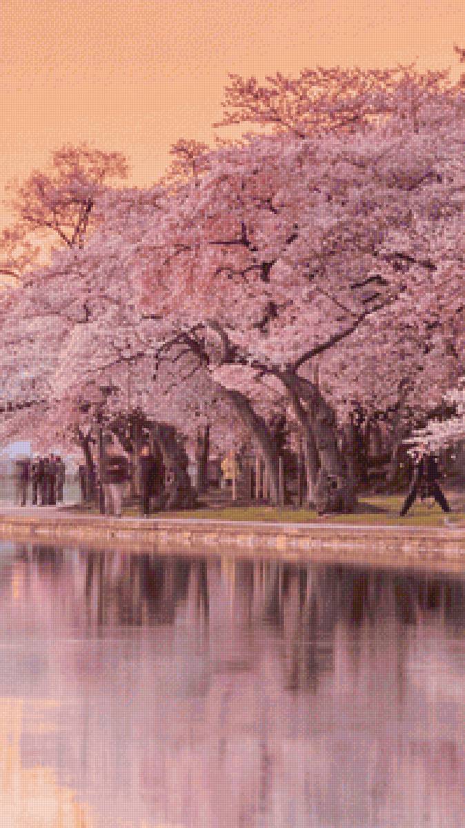 Сакура в цвету - сакура. природа. озеро. деревья. цветы. - предпросмотр