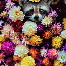 Схема вышивки «Енот в цетах»