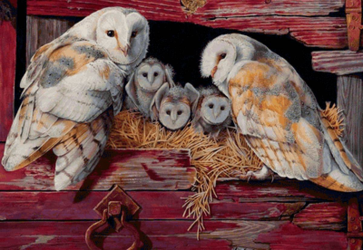 Familhea de coruja. - pássaro - предпросмотр