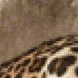 Предпросмотр схемы вышивки «Leopardo.» (№2272402)