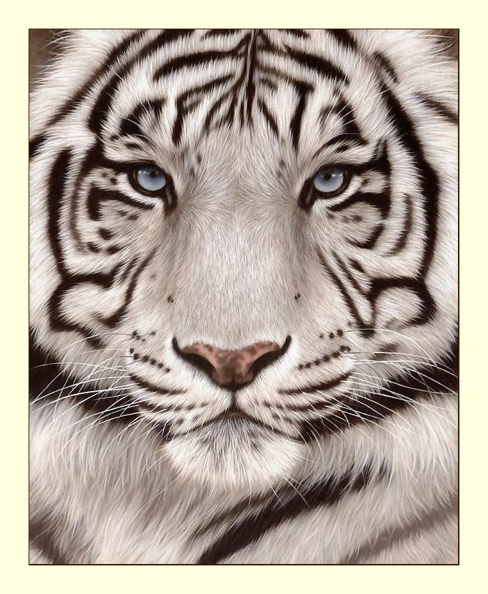 №2272464 - тигр, хищники, тигры, животные - оригинал