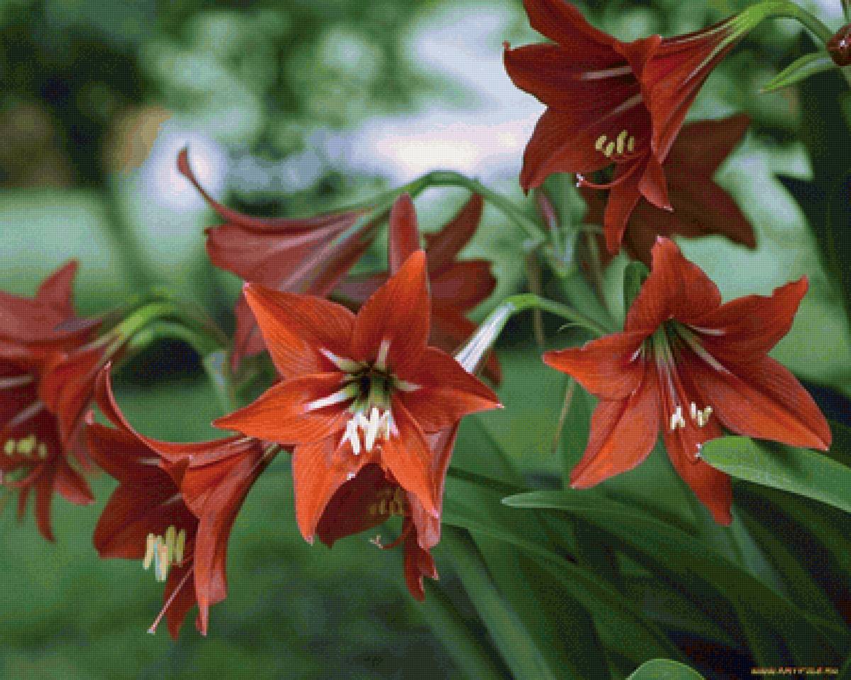 Амариллисы - амариллисы, вшнево-лиловые амариллисы, цветы, сад - предпросмотр