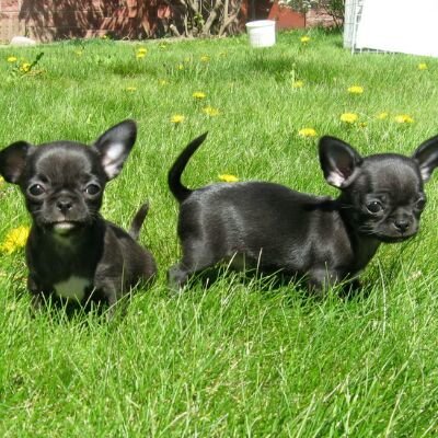 щенки - оригинал