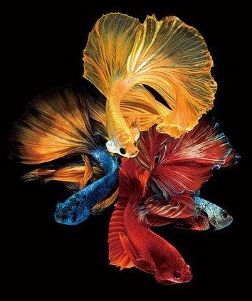 Betta Fish - fish - оригинал