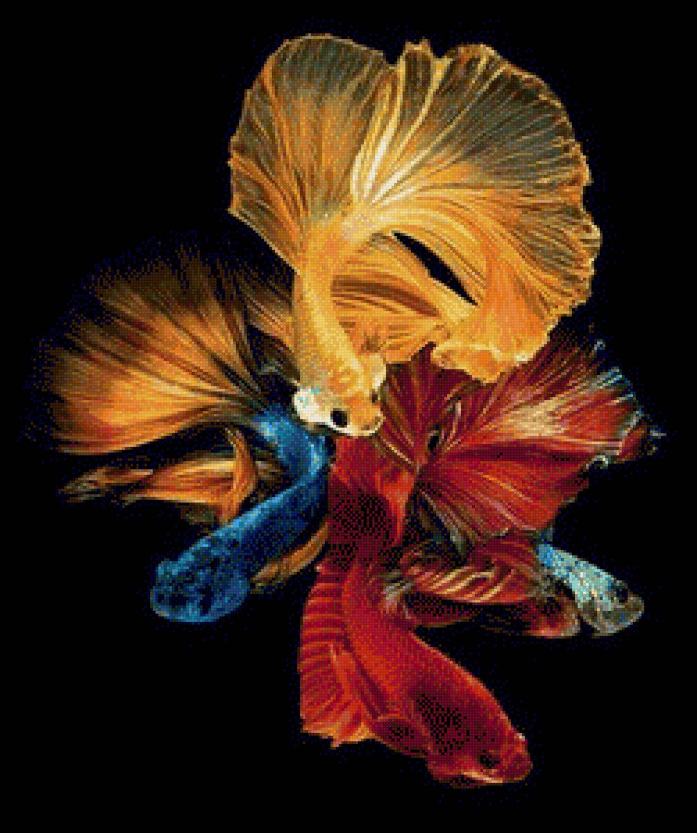 Betta Fish - fish - предпросмотр