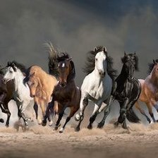 Wild Horses