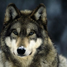 Схема вышивки «№2273288»