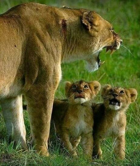 Мама - животные, красота, природа, детеныш - оригинал