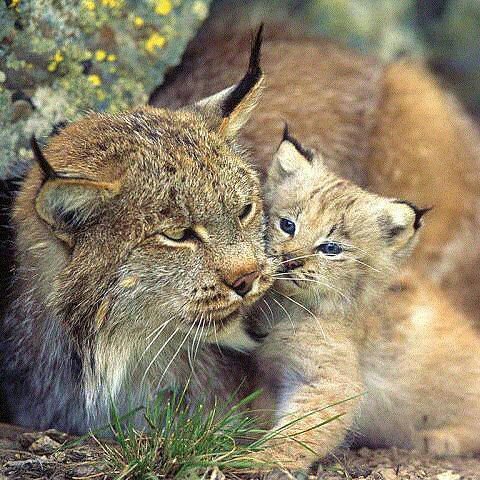 Мама - природа, красота, животные - оригинал