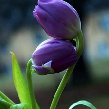 Схема вышивки «Цветы»