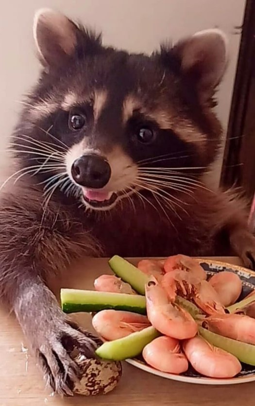 Енот Марк - оригинал