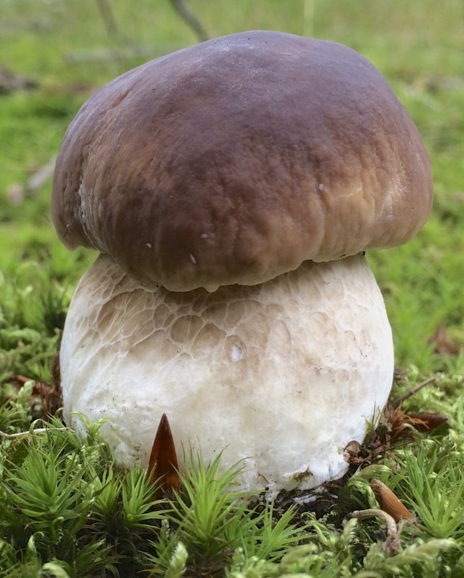 Белый гриб - оригинал
