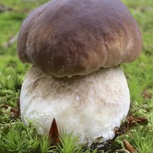 Схема вышивки «Белый гриб»