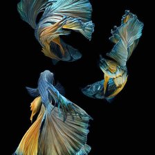 Схема вышивки «Betta Splenden Fish»