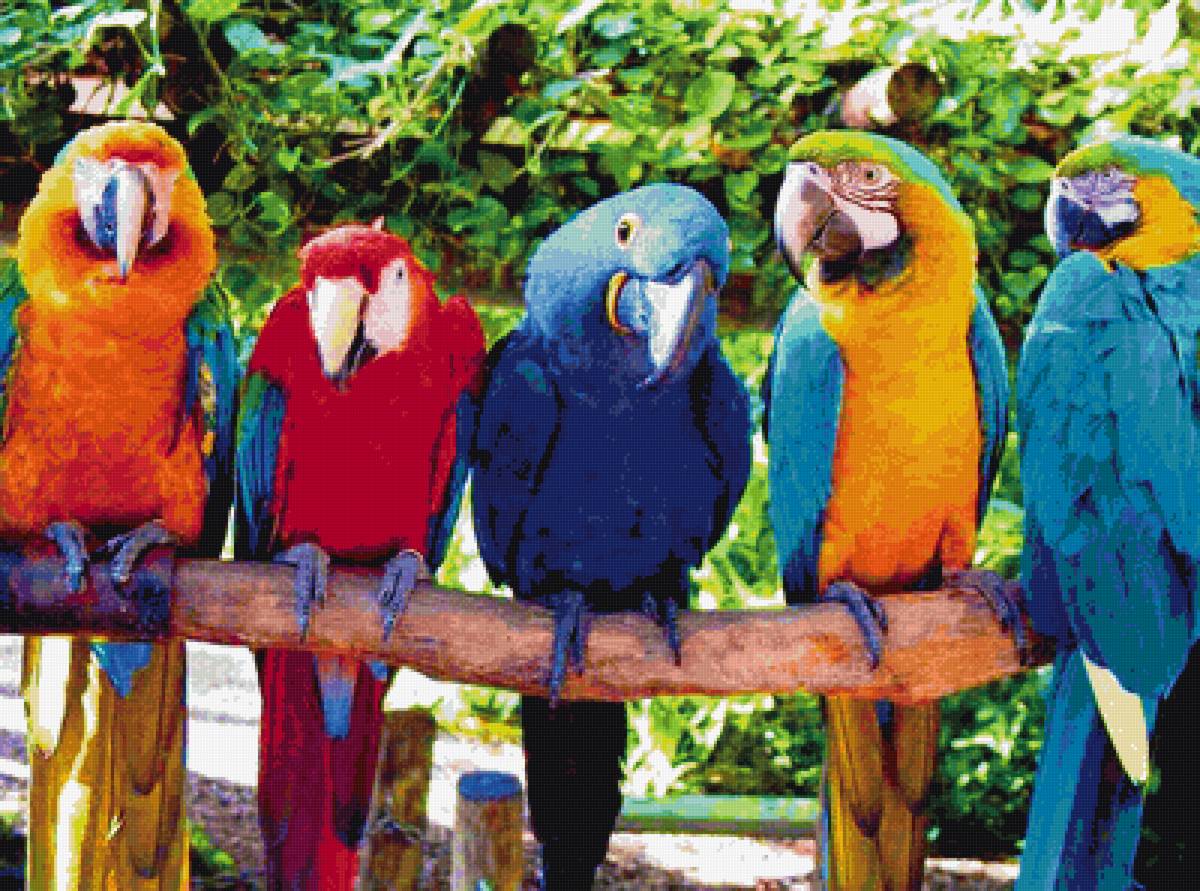 попугаи ара - попугаи, птицы, тропики - предпросмотр