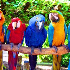 Схема вышивки «попугаи ара»