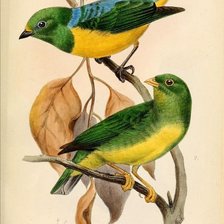 Схема вышивки «Verdes»