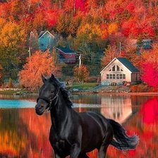 Black Knight Horse