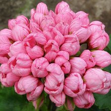 Схема вышивки «Герань тюльпановидная»