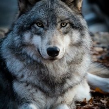 Схема вышивки «волк»