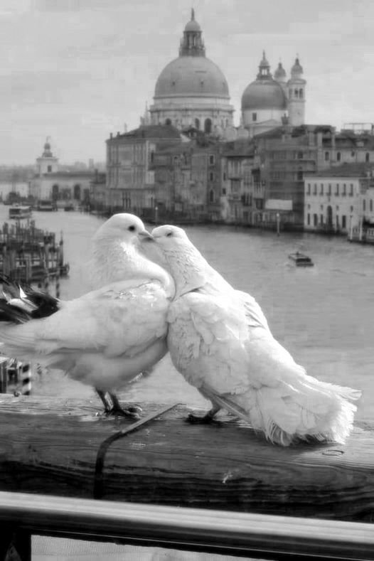 Венеция - пара, любовь, голуби, черно-белое фото - оригинал