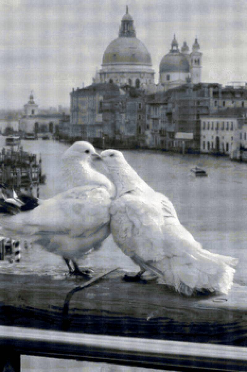 Венеция - любовь, голуби, черно-белое фото, пара - предпросмотр