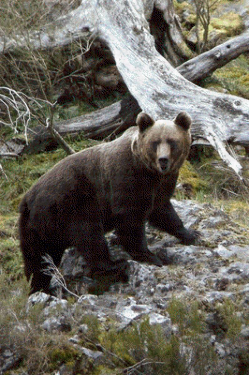 Oso - asturias - предпросмотр