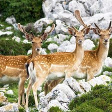 Схема вышивки «Ciervos»