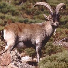 Схема вышивки «Ciervo»