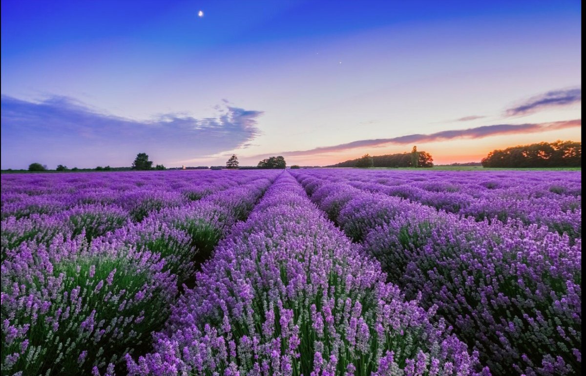 Lavanda - оригинал