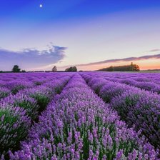 Схема вышивки «Lavanda»