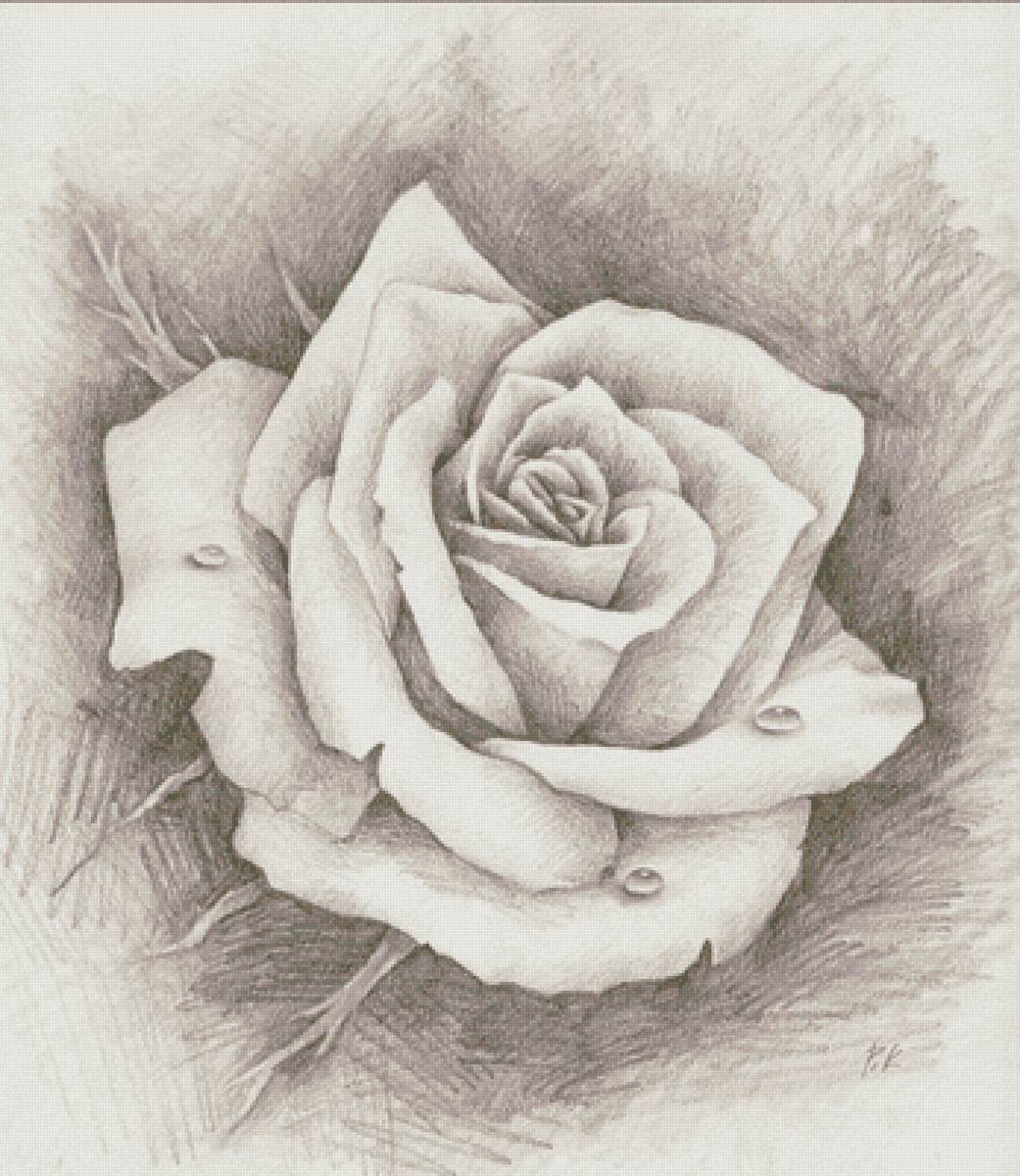 Роза. Набросок - художники - предпросмотр