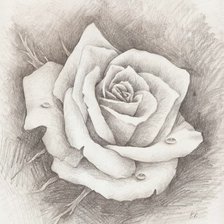 Оригинал схемы вышивки «Роза. Набросок карандашом» (№2276420)