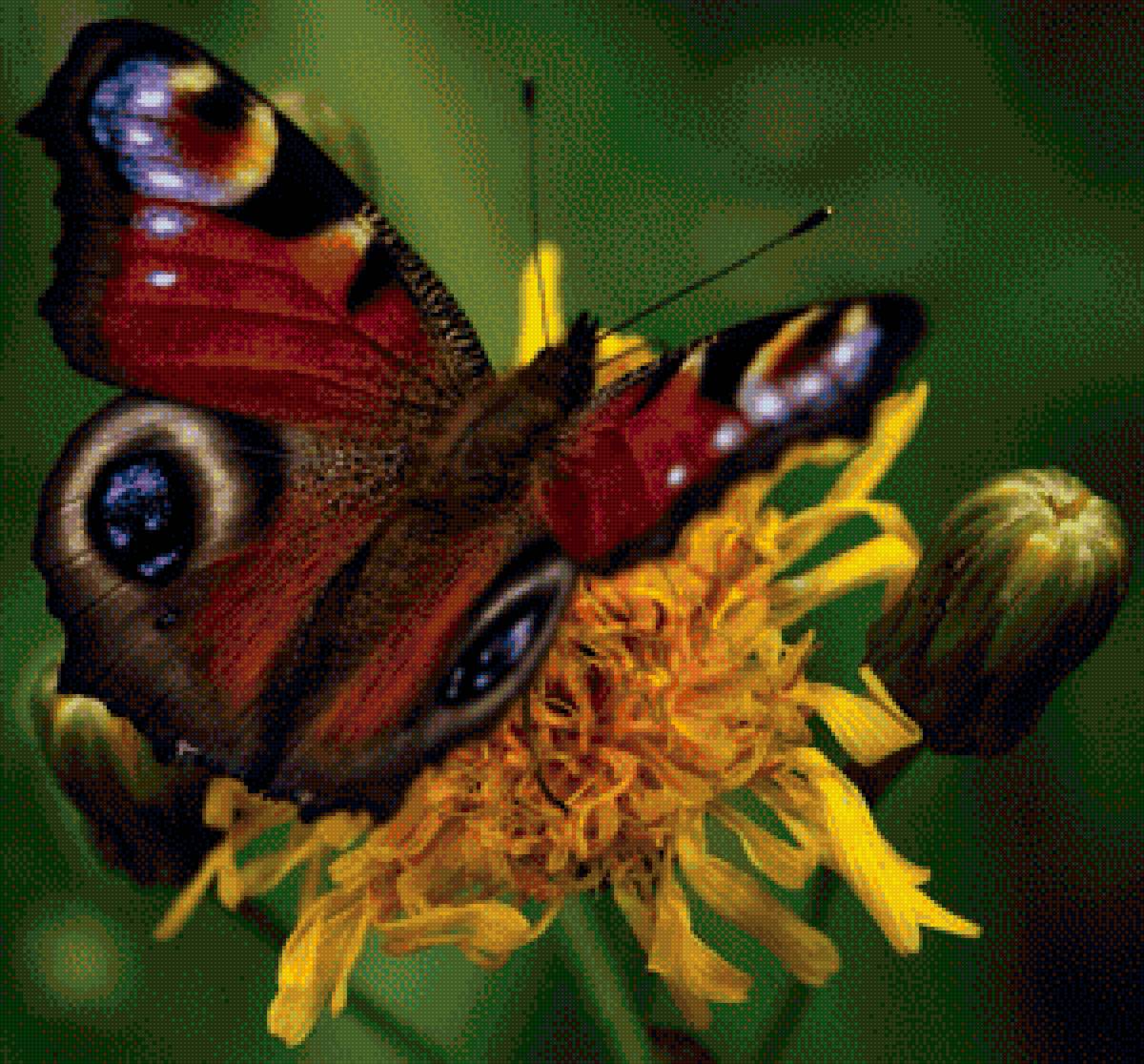 Бабочка - природа, насекомые, бабочки, красота - предпросмотр