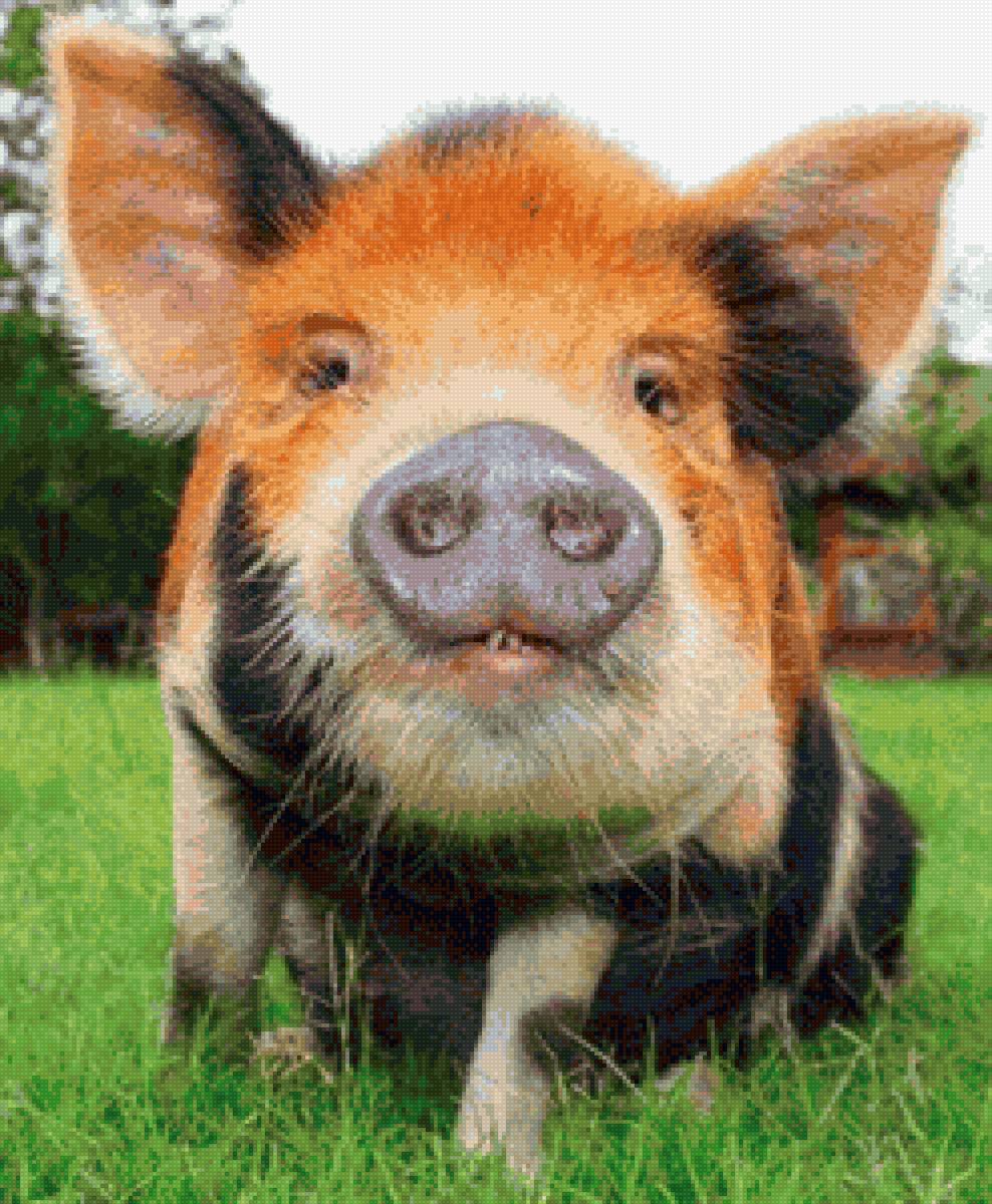 Свин - животные, красота, детеныши, природа - предпросмотр