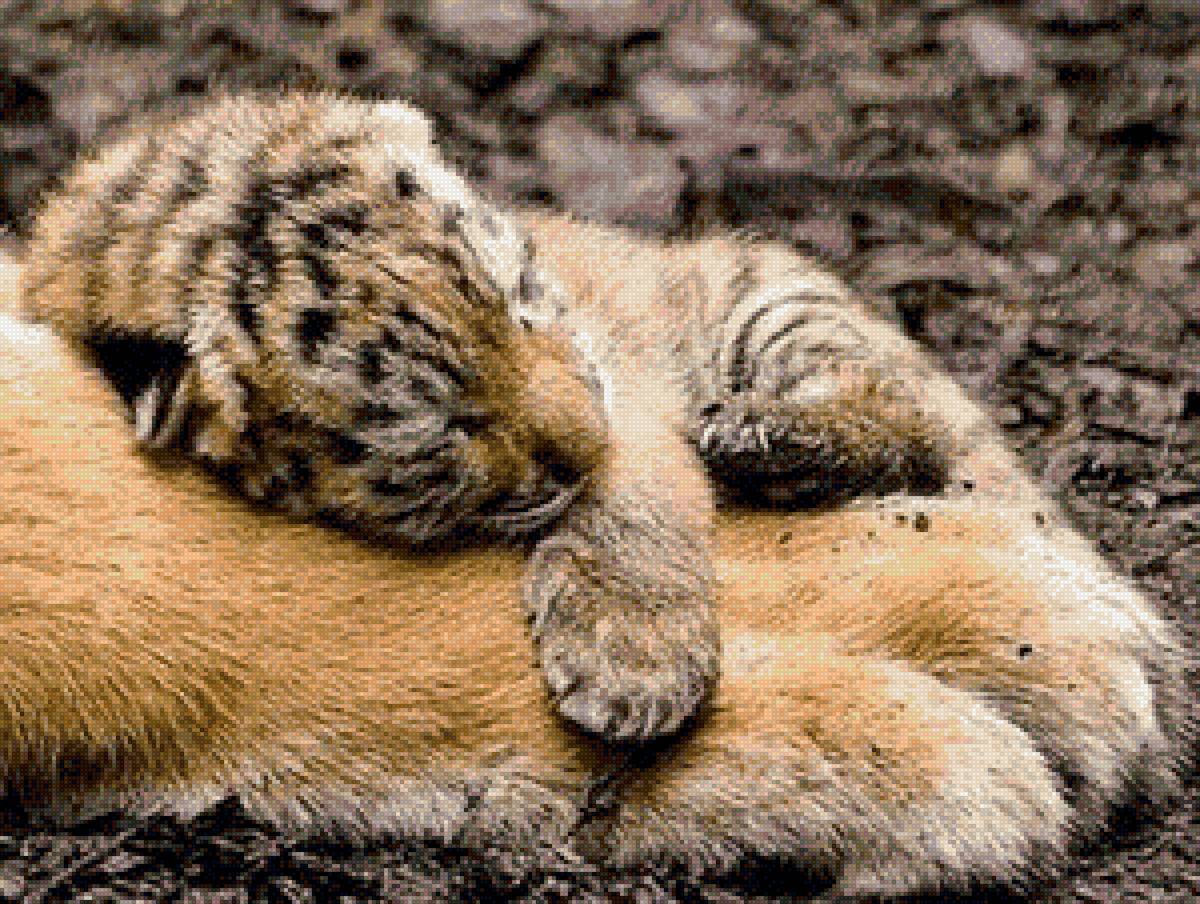 Детеныш - кошки, животные, любимцы, красивые - предпросмотр