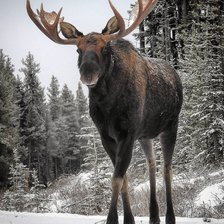 Схема вышивки «Лось»