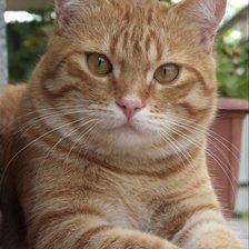 Схема вышивки «Gato.»