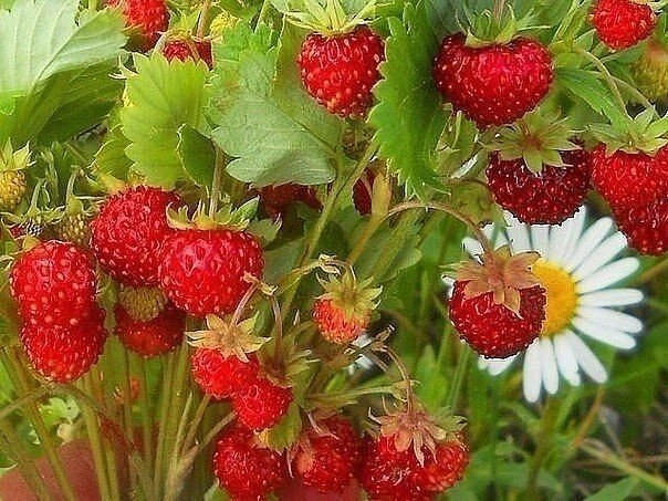 земляника - земляника, ягода - оригинал