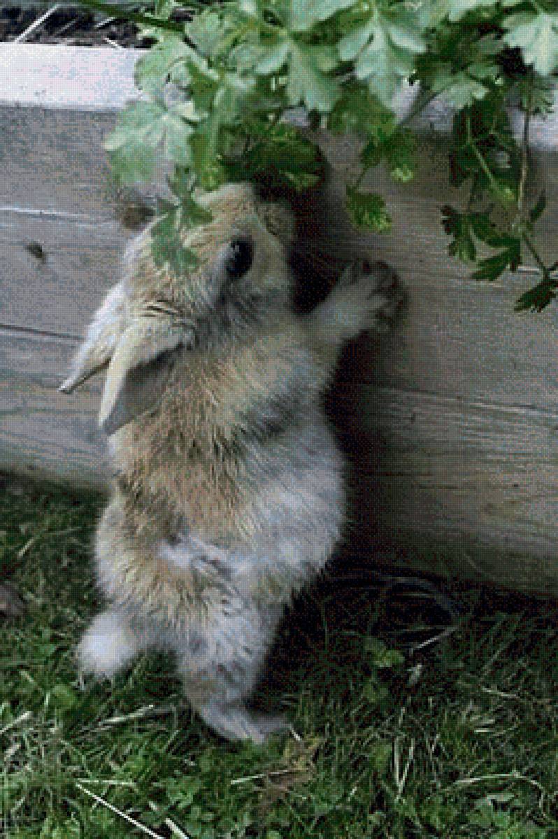 зайчишка летом - лето, зайцы, зайчонок - предпросмотр