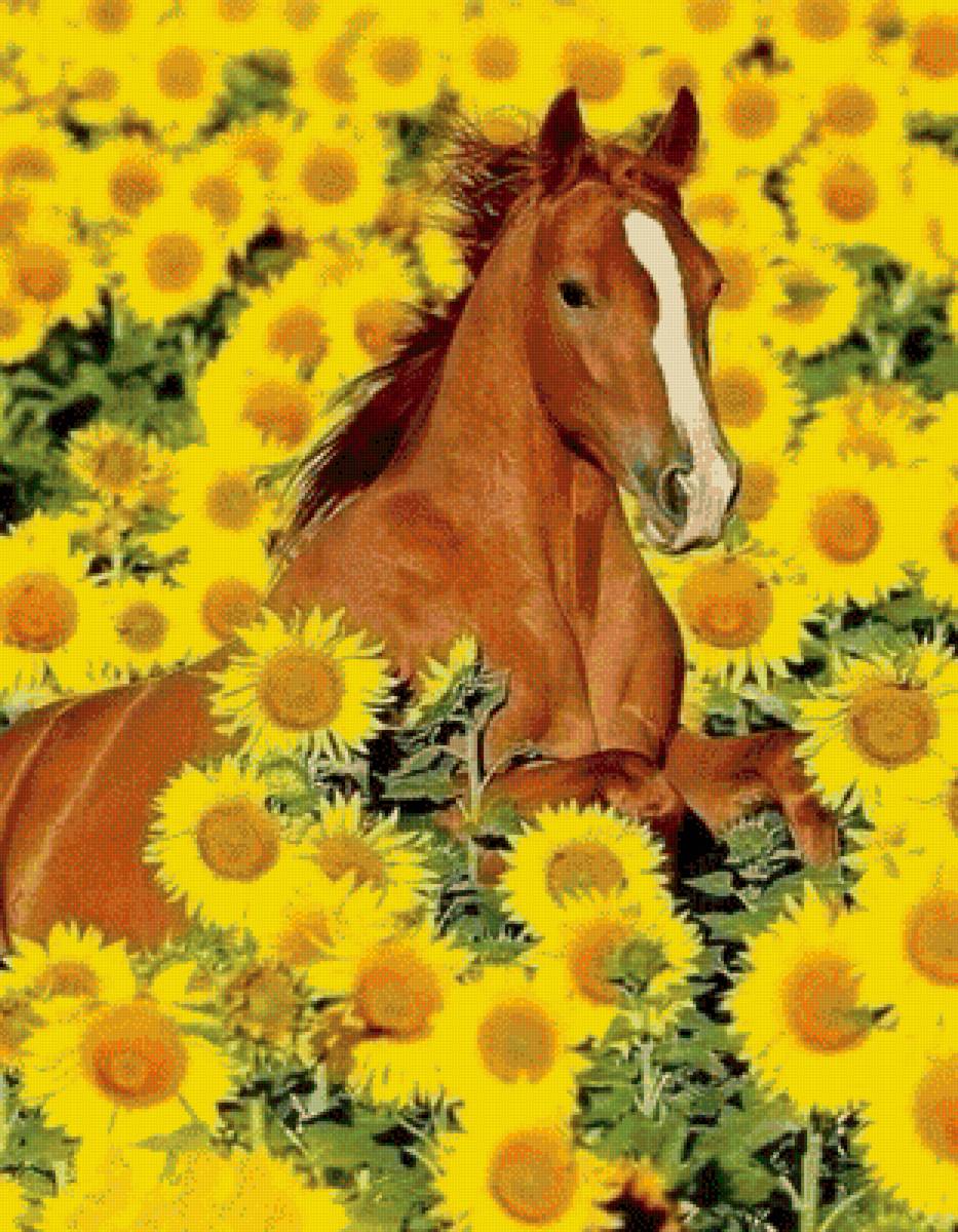 конь в подсолнухах - лошади, животные, конь - предпросмотр