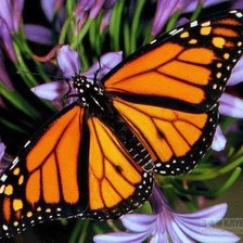 Схема вышивки «бабочка»