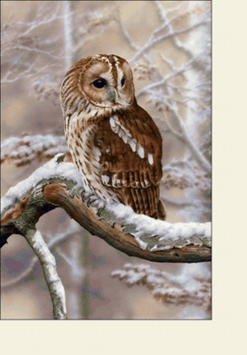 №2277458 - животные, птицы, совы - предпросмотр