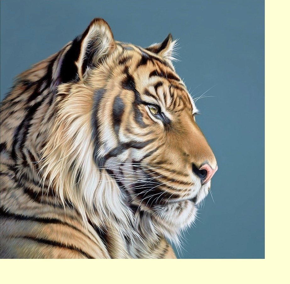 №2277468 - хищники, тигры, животные, тигр - оригинал