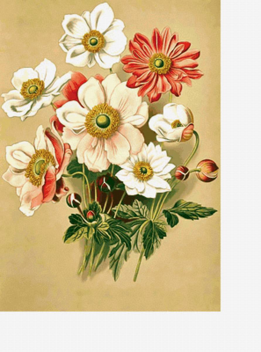 Серия "Букет". Анемоны. - букет, анемоны, цветы, флора - предпросмотр