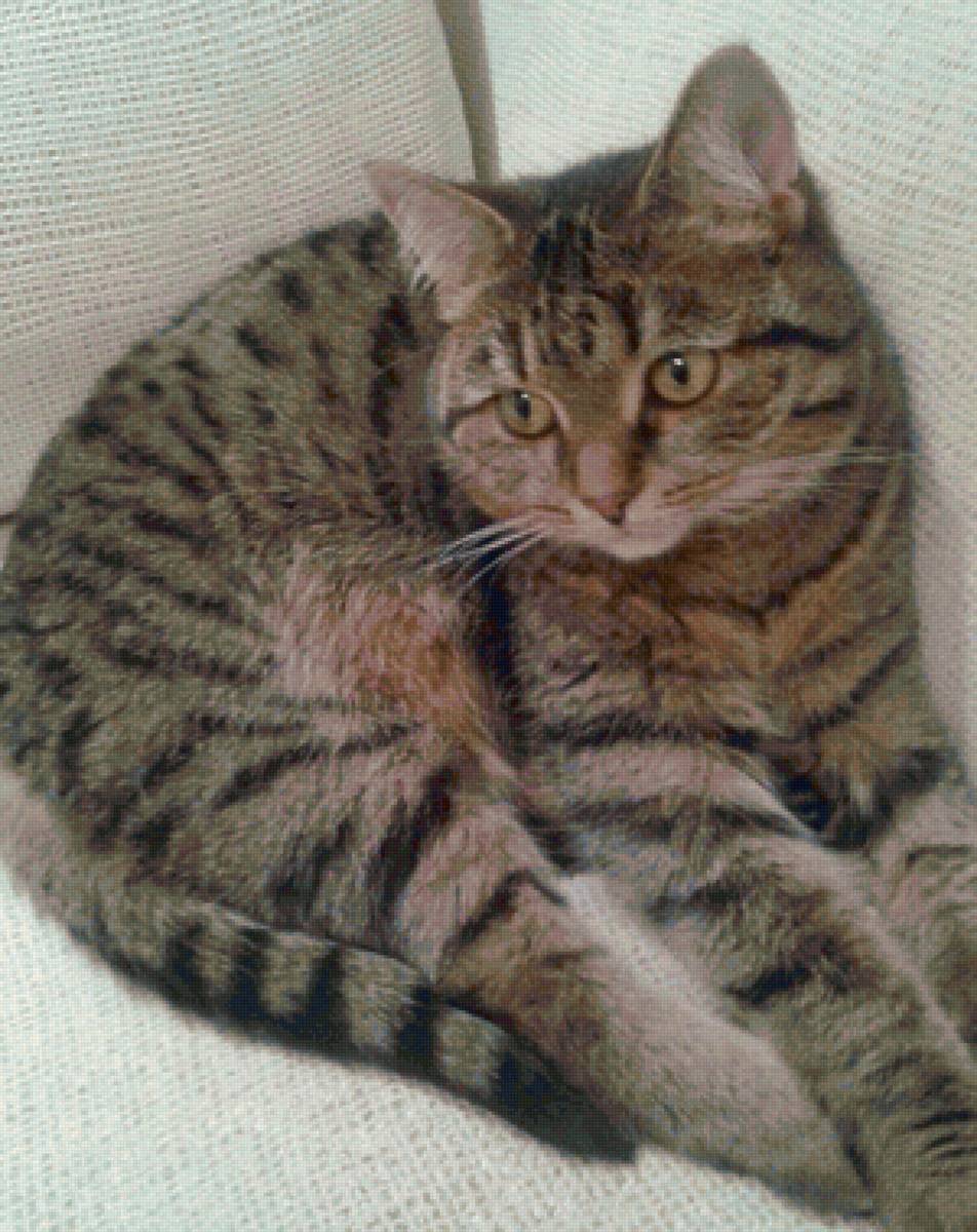 Муся - дом, животные, любимые, кошки - предпросмотр