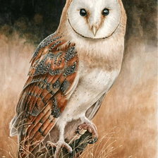 Схема вышивки «Совушка»