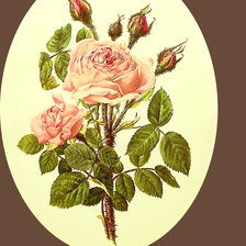 Схема вышивки «Серия "Цветы". Розы»