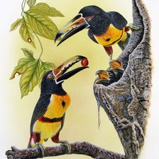 Схема вышивки «Tucán collarejo»