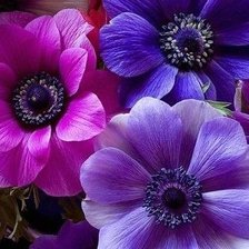 Схема вышивки «Цветы»